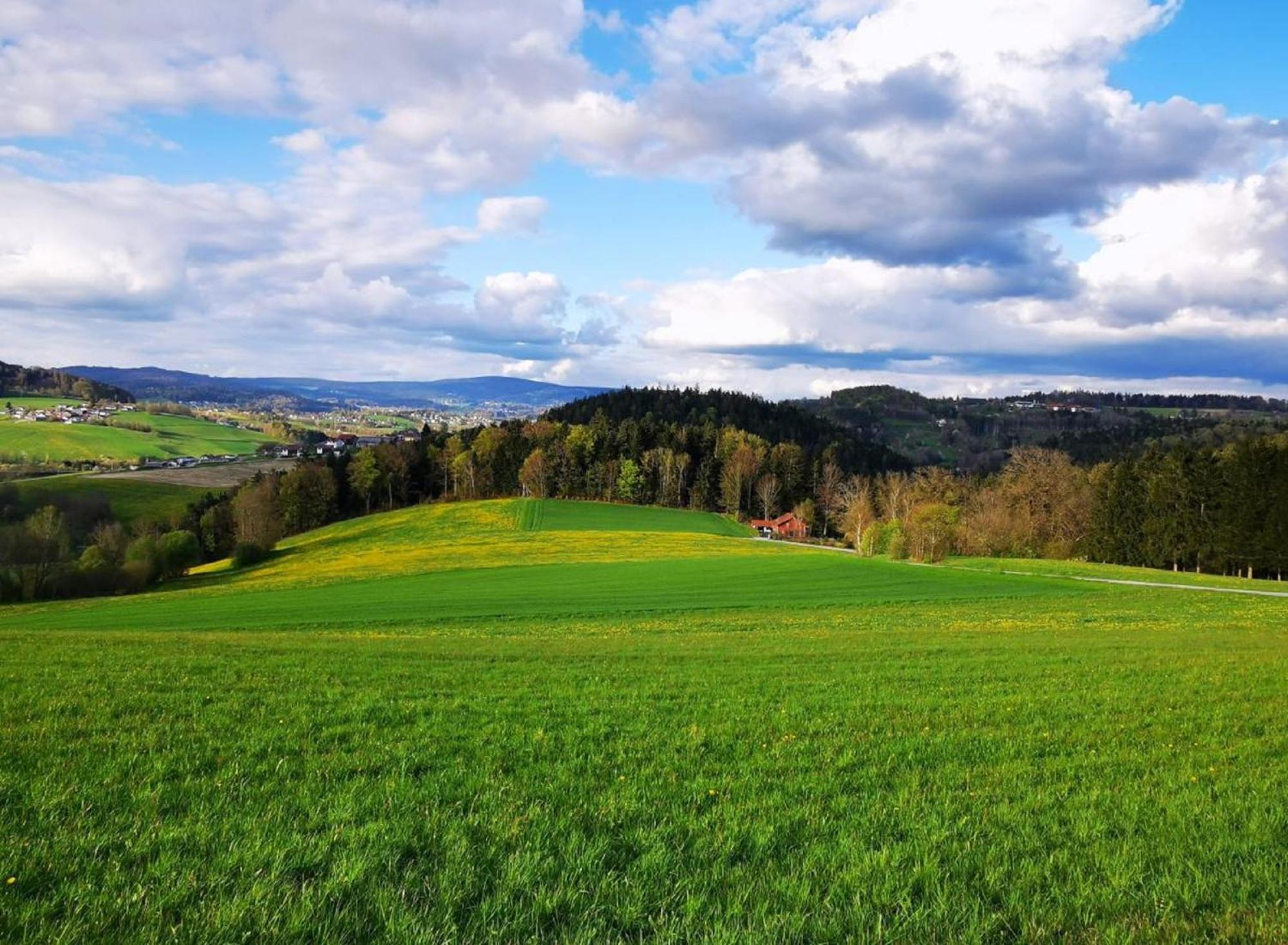 Ferienwohnung Am Woid - Herrliche Alleinlage - Vegane Einrichtung Waldkirchen Exteriér fotografie